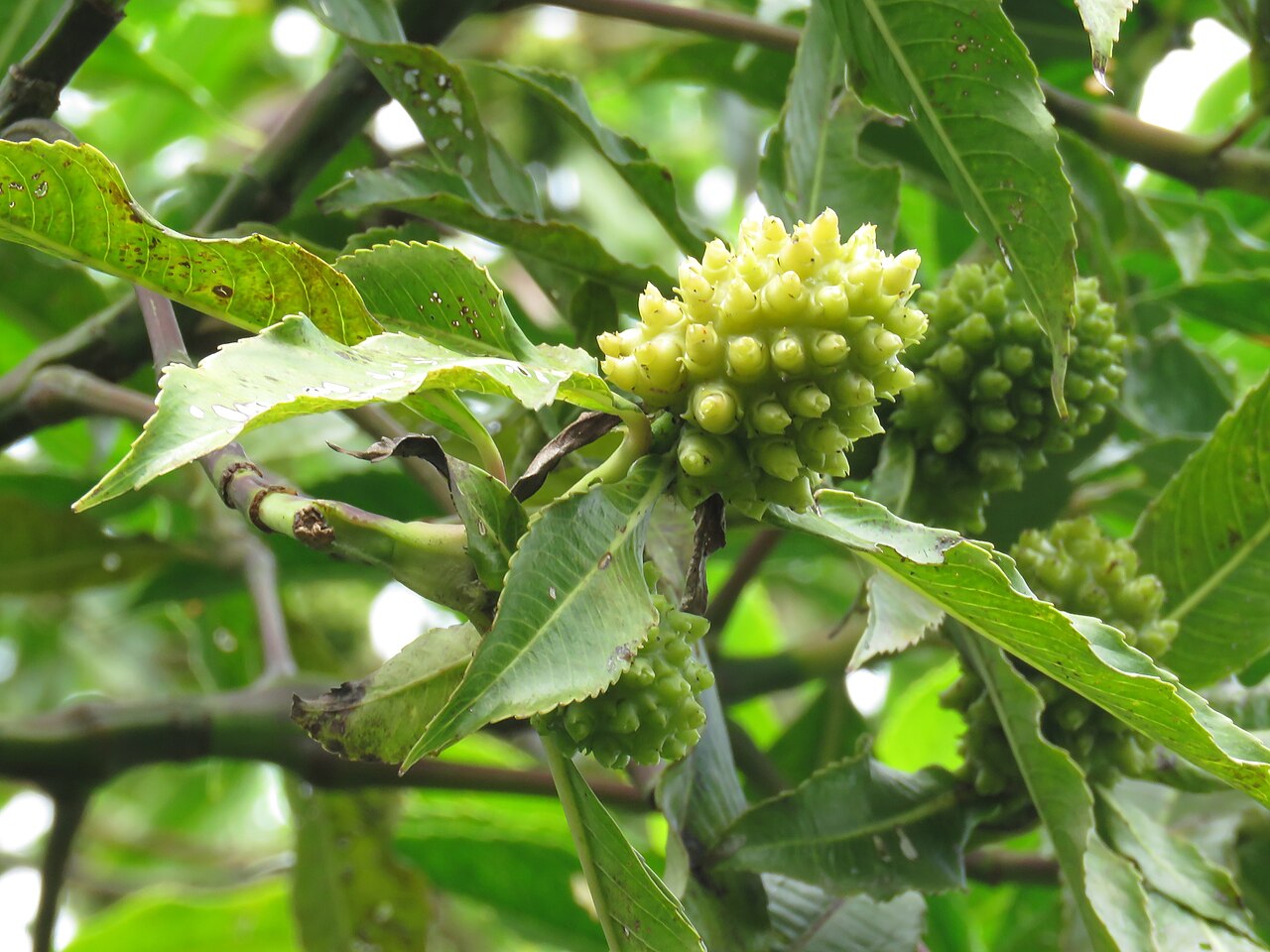 Hedyosmum mexicanum