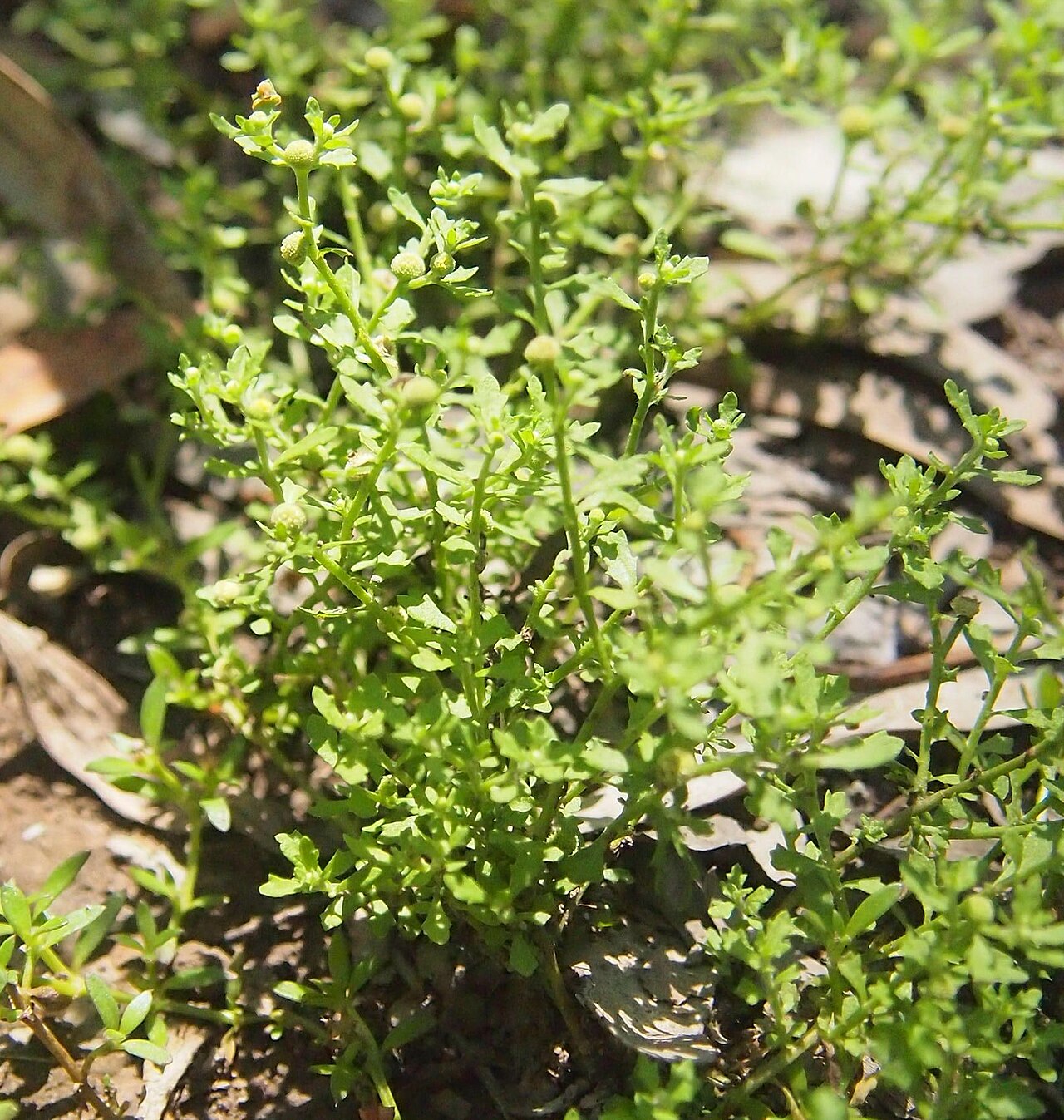 Centipeda minima