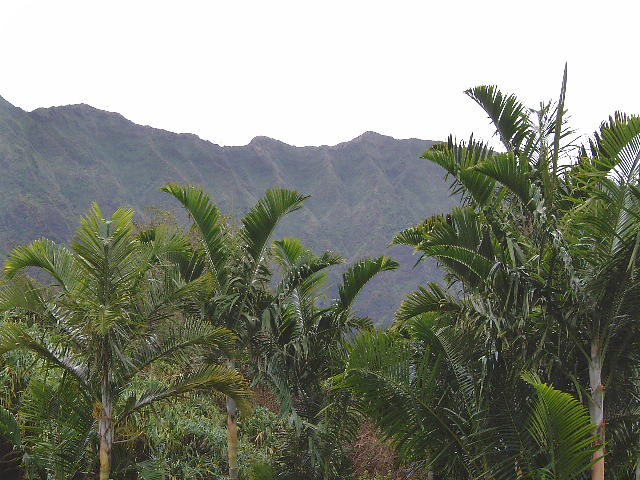 Dypsis pembana