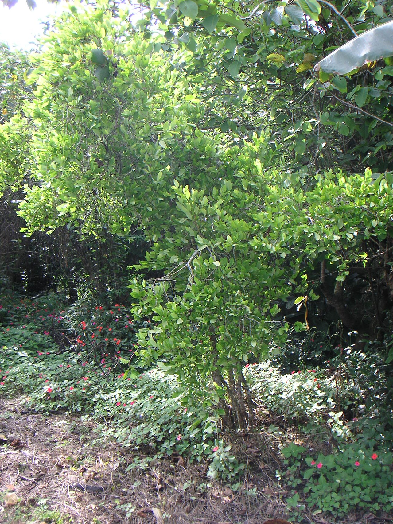 Erythroxylum coca
