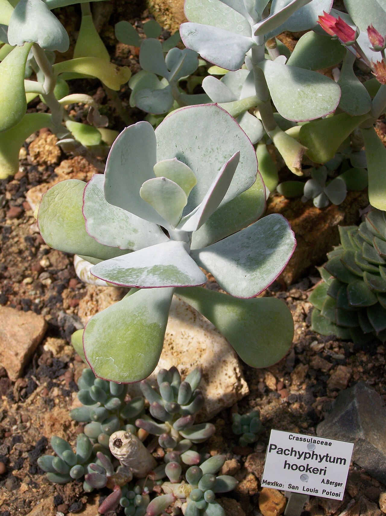 Pachyphytum hookeri