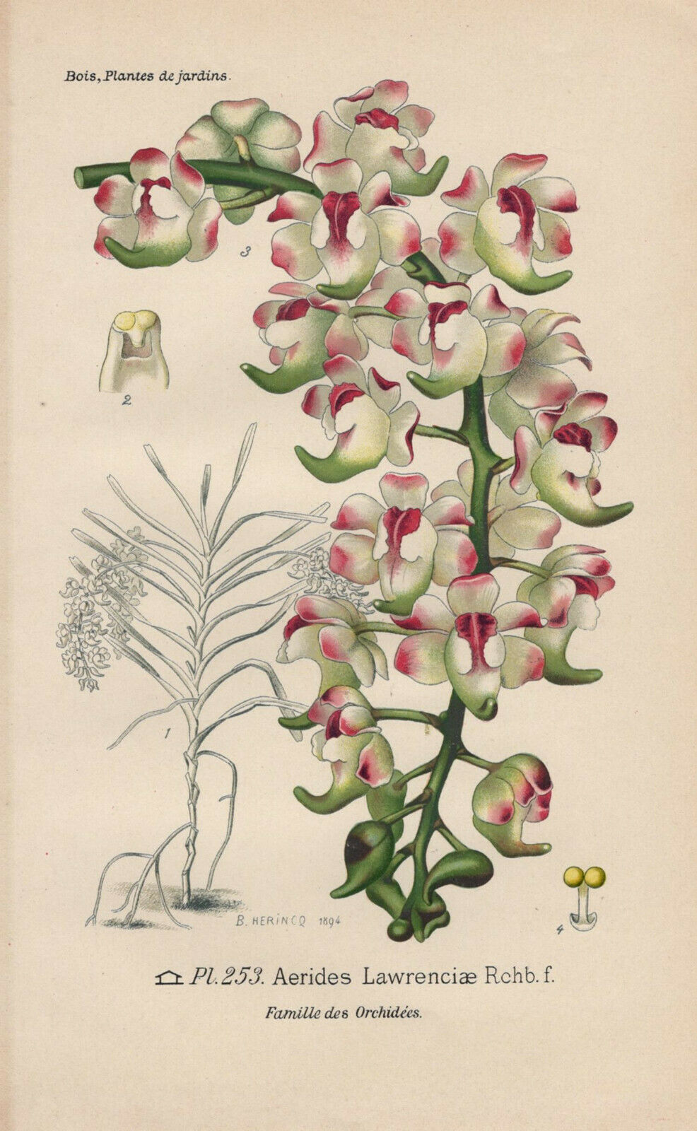 Aerides lawrenceae