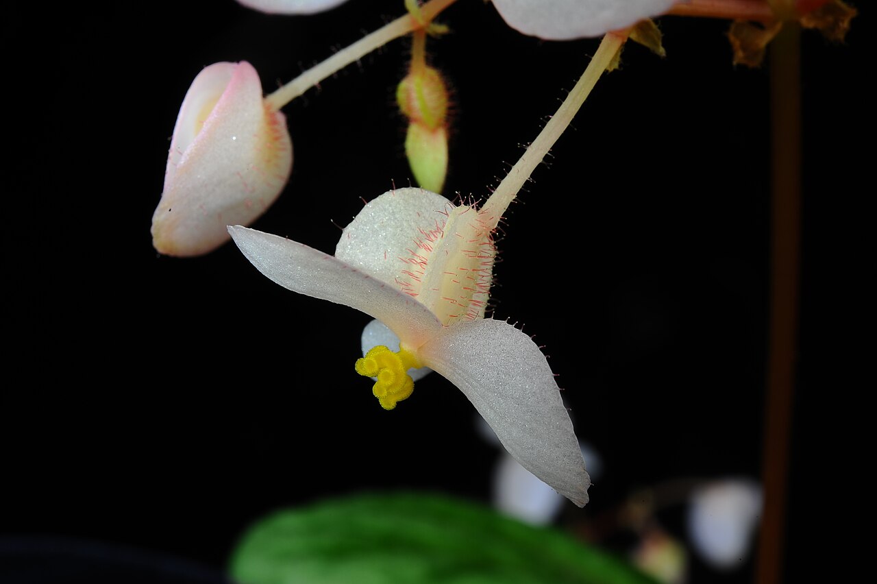 Begonia austroguangxiensis