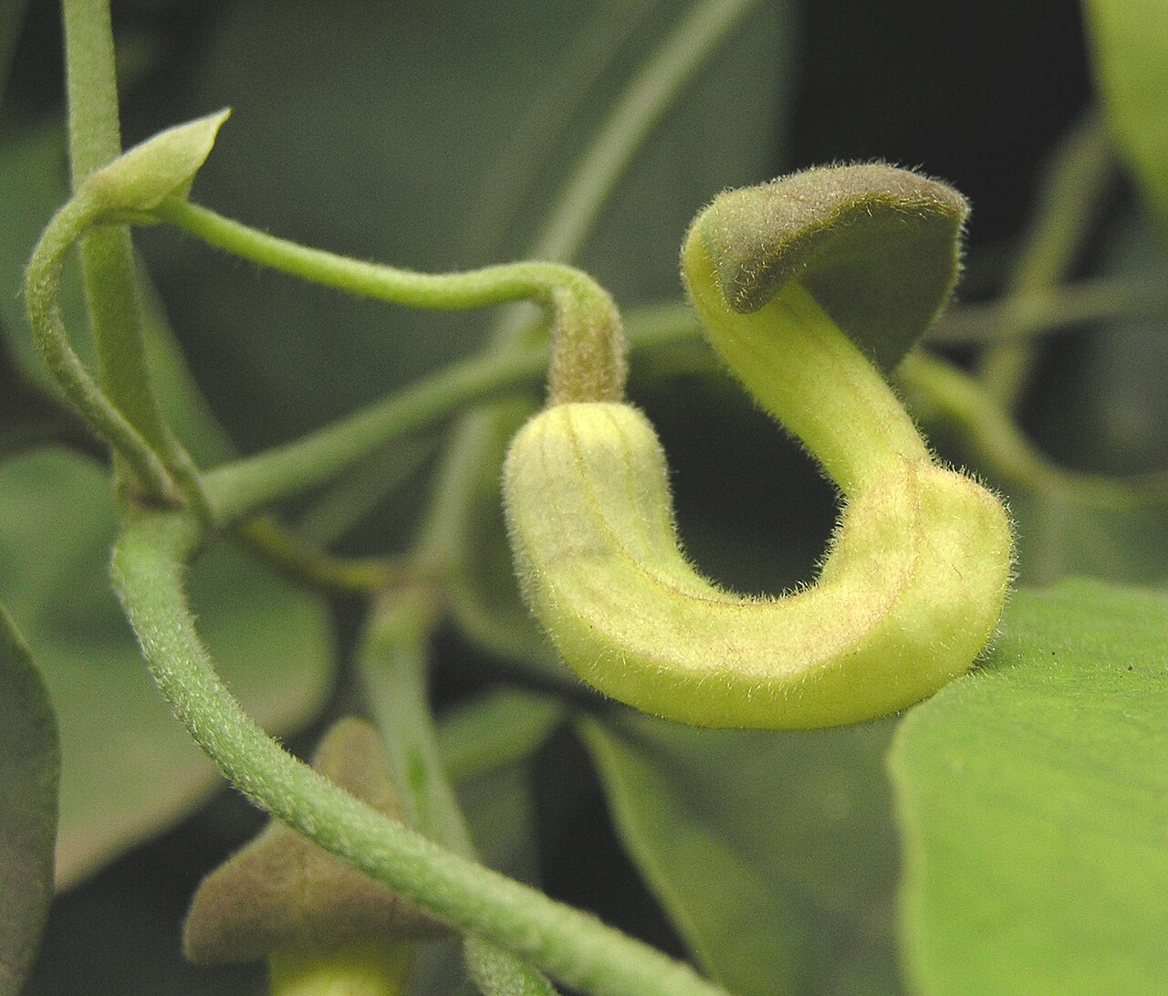 Aristolochia cucurbitifolia