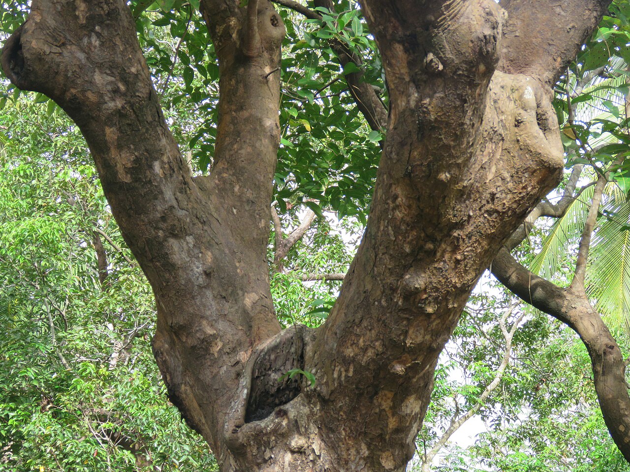 Mora oleifera