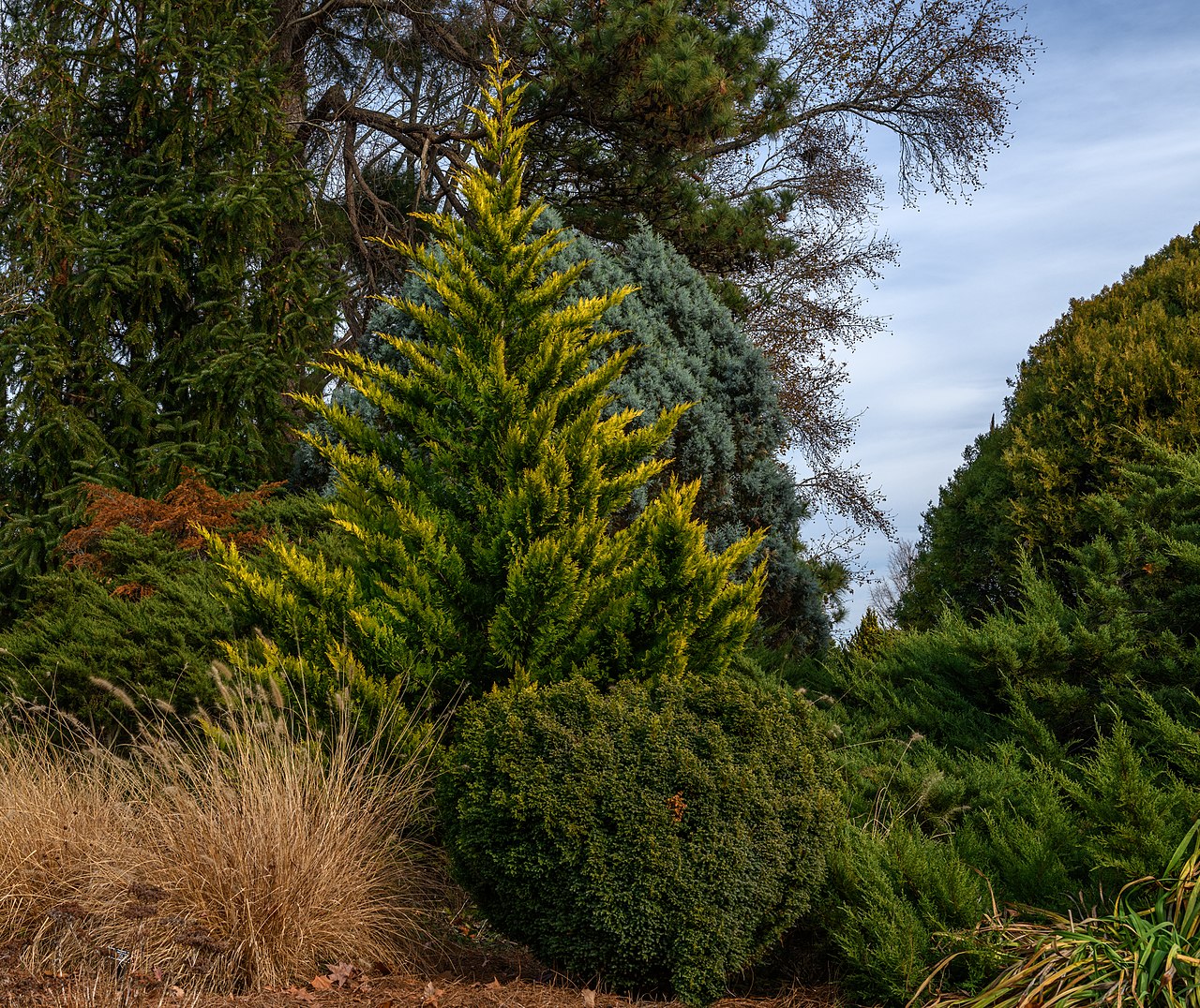 Cupressus ×leylandii