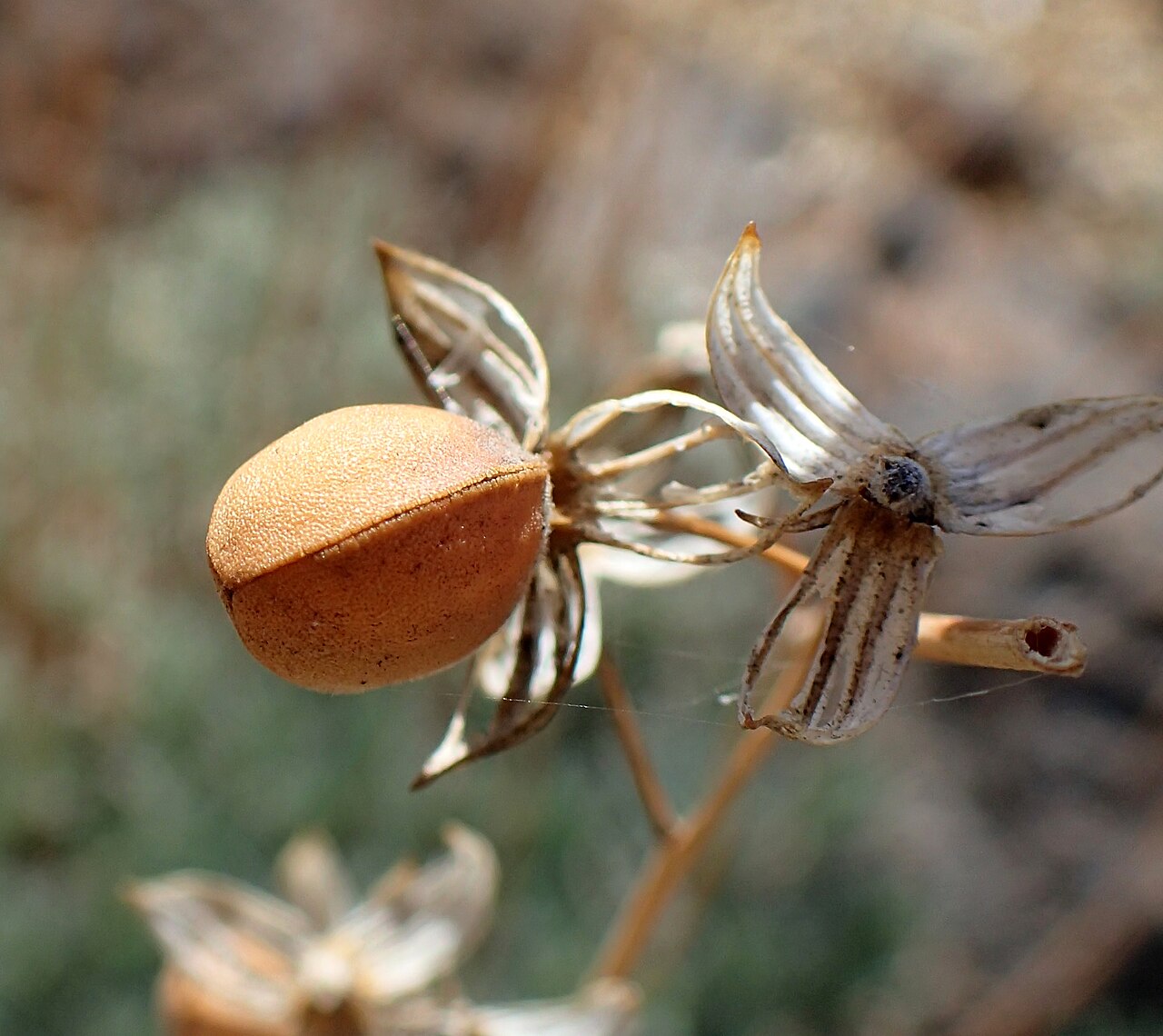 Helianthemum juliae