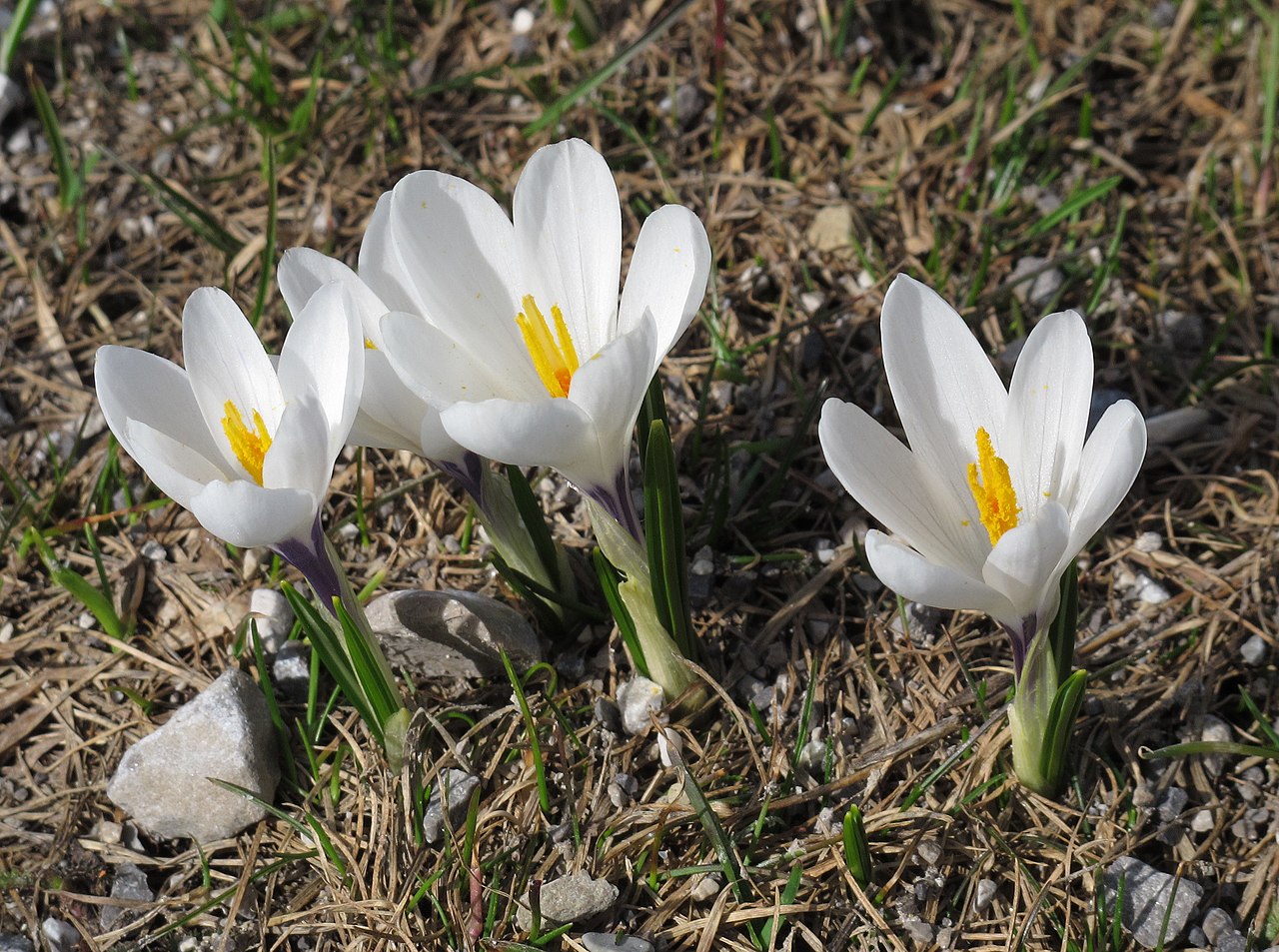 Crocus albiflorus