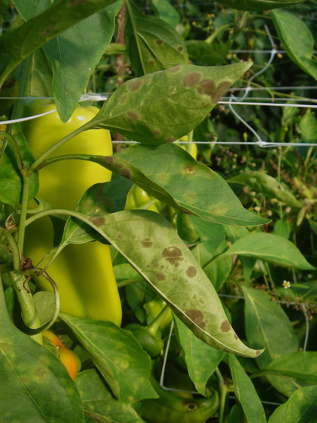 Cercospora capsici