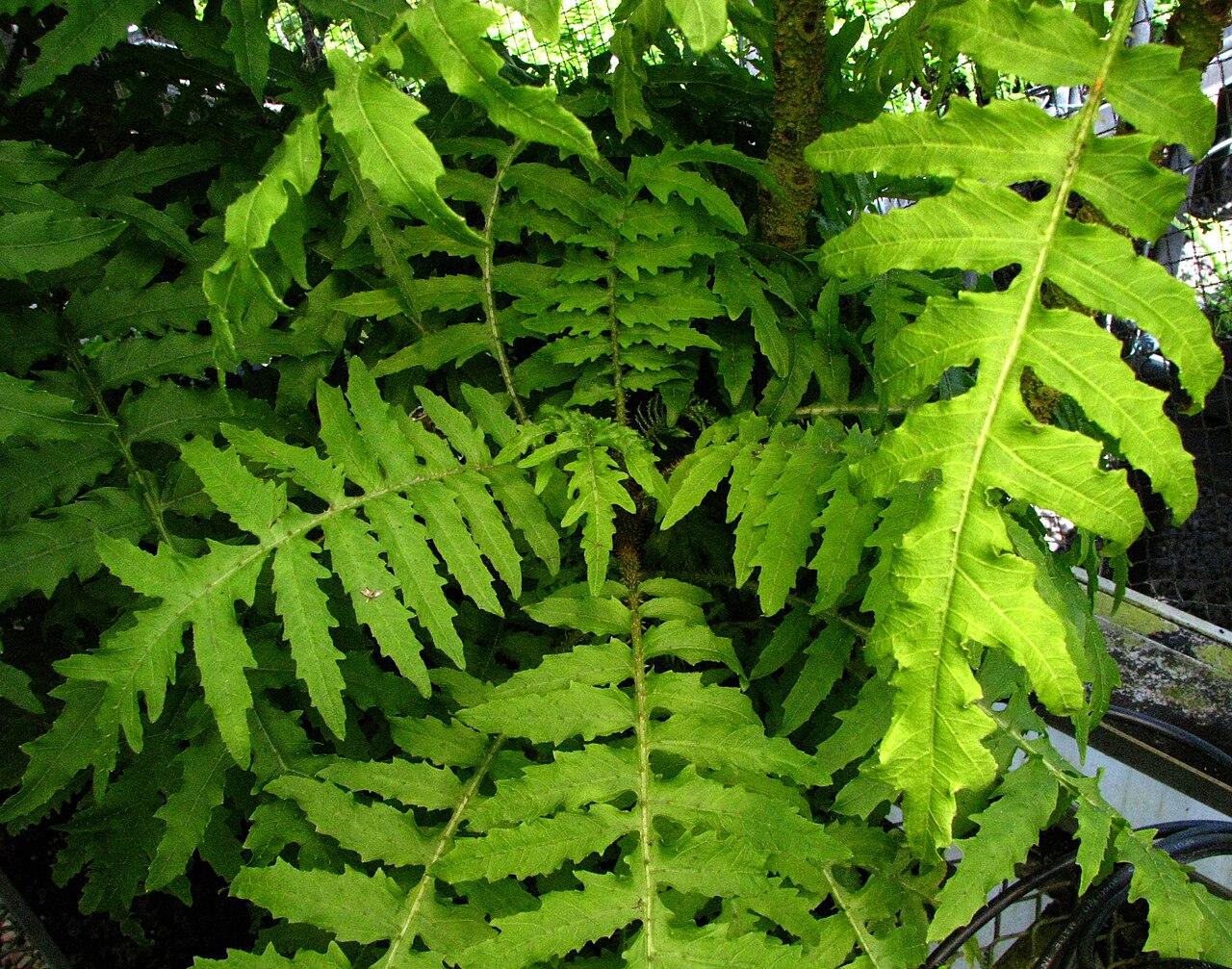 Cyanea magnicalyx