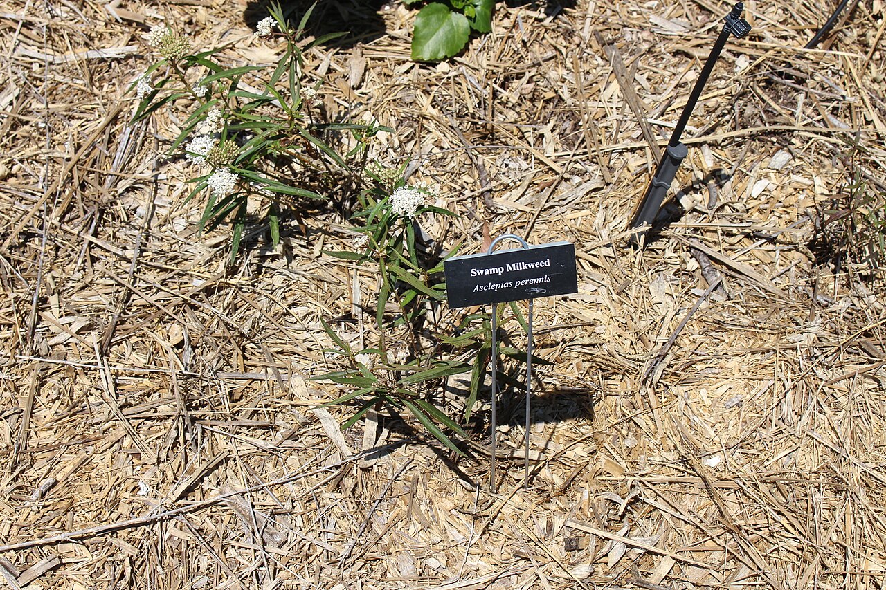 Asclepias perennis