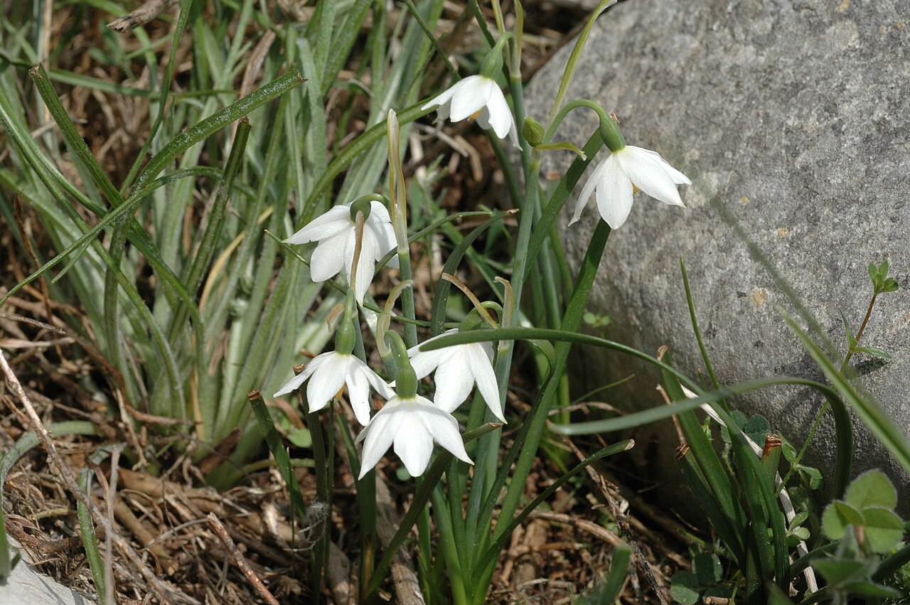 Acis nicaeensis