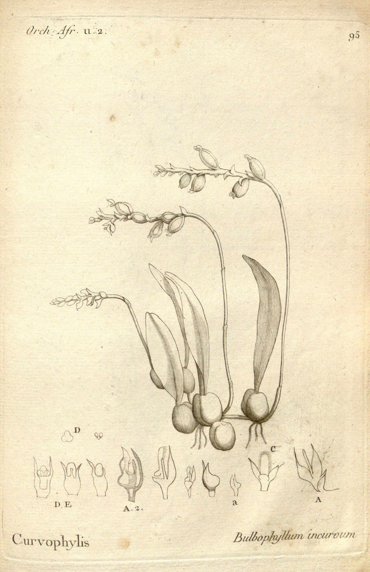 Bulbophyllum incurvum