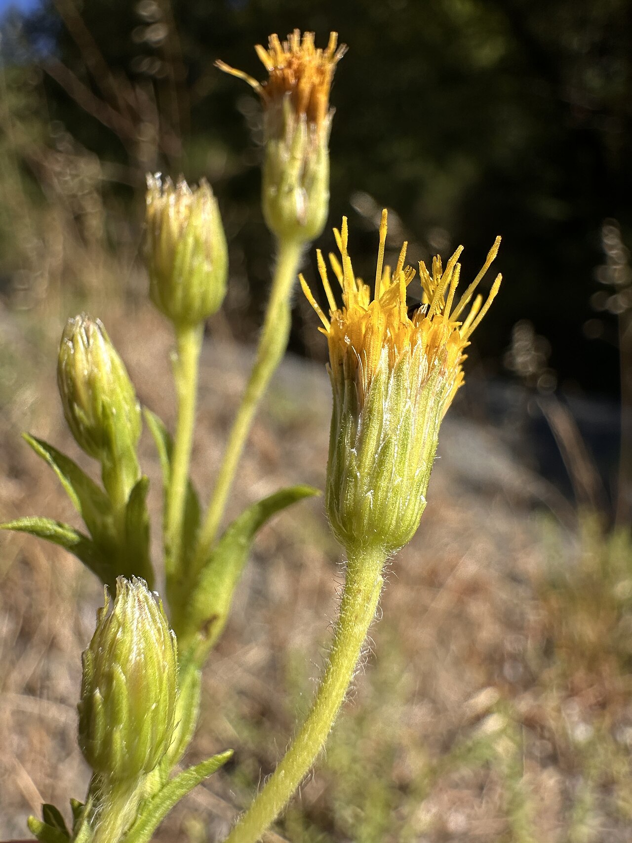 Heterotheca oregona