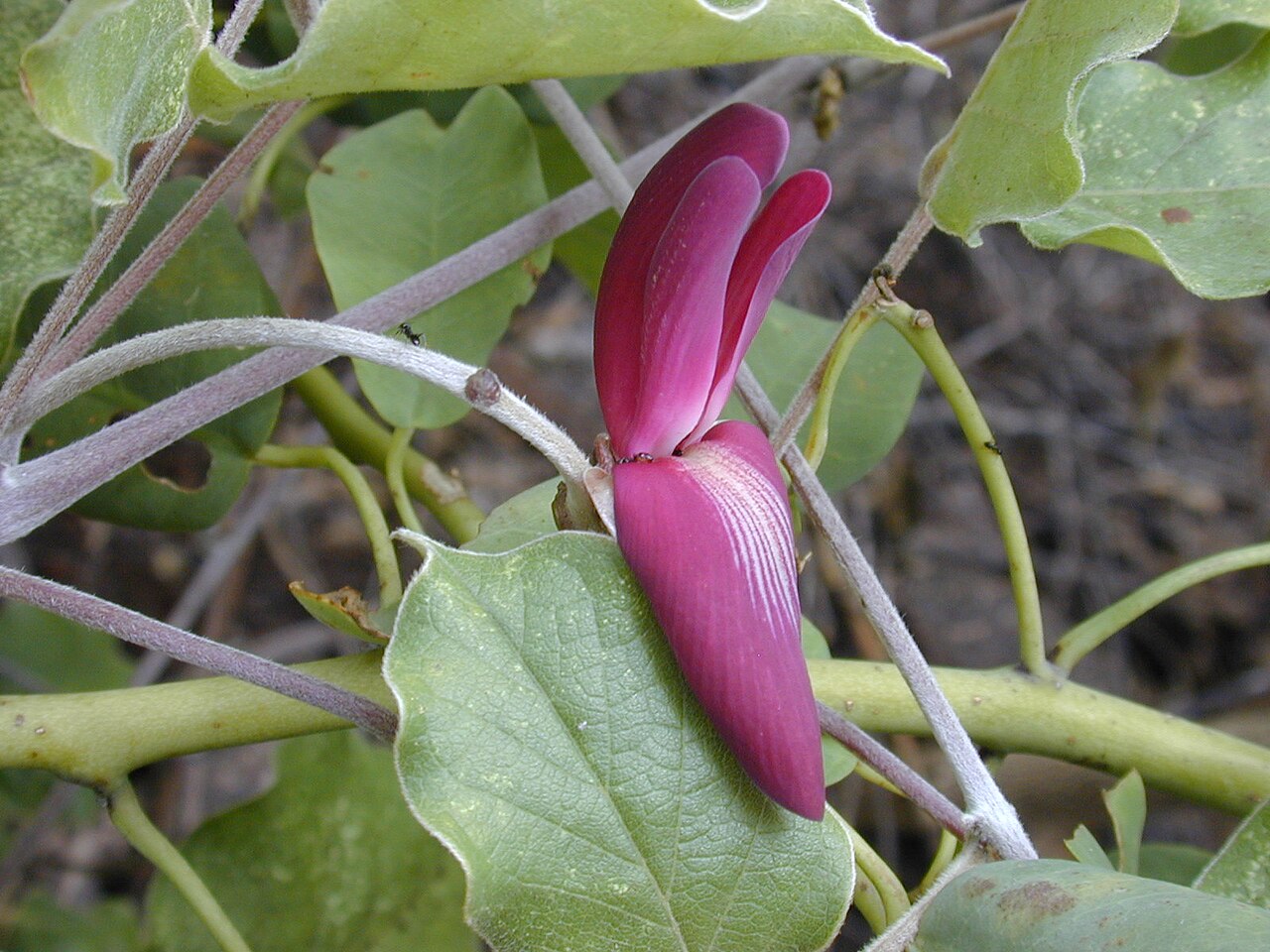 Canavalia pubescens