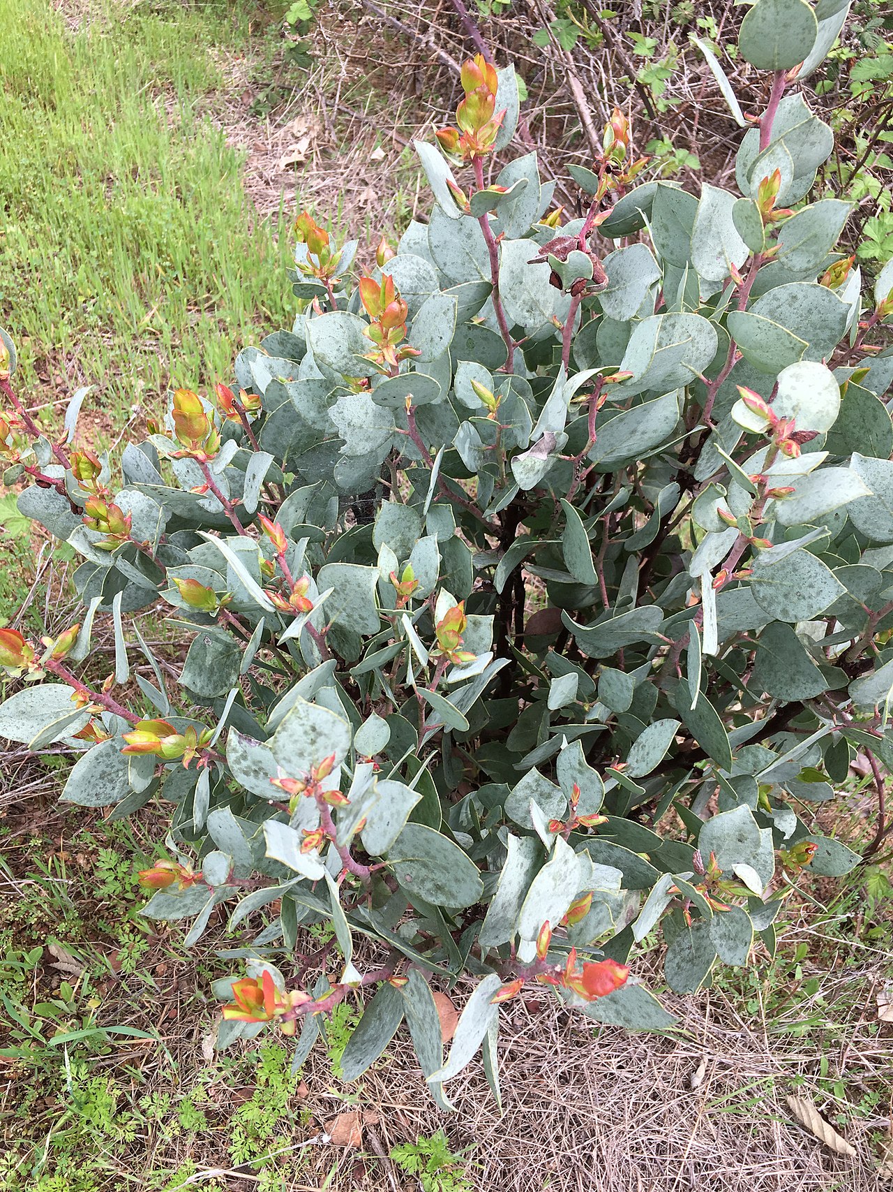Arctostaphylos viscida