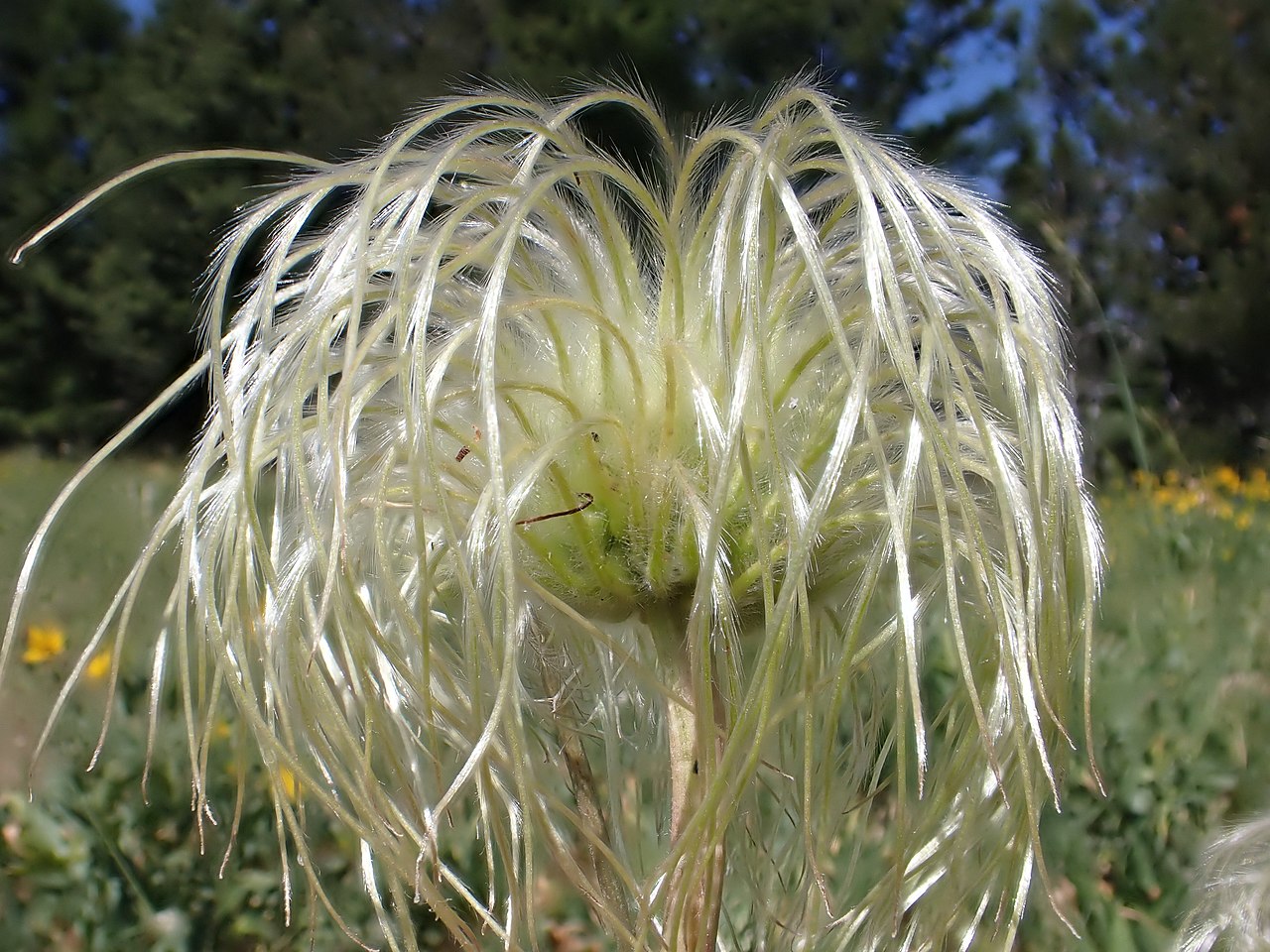 Clematis hirsutissima