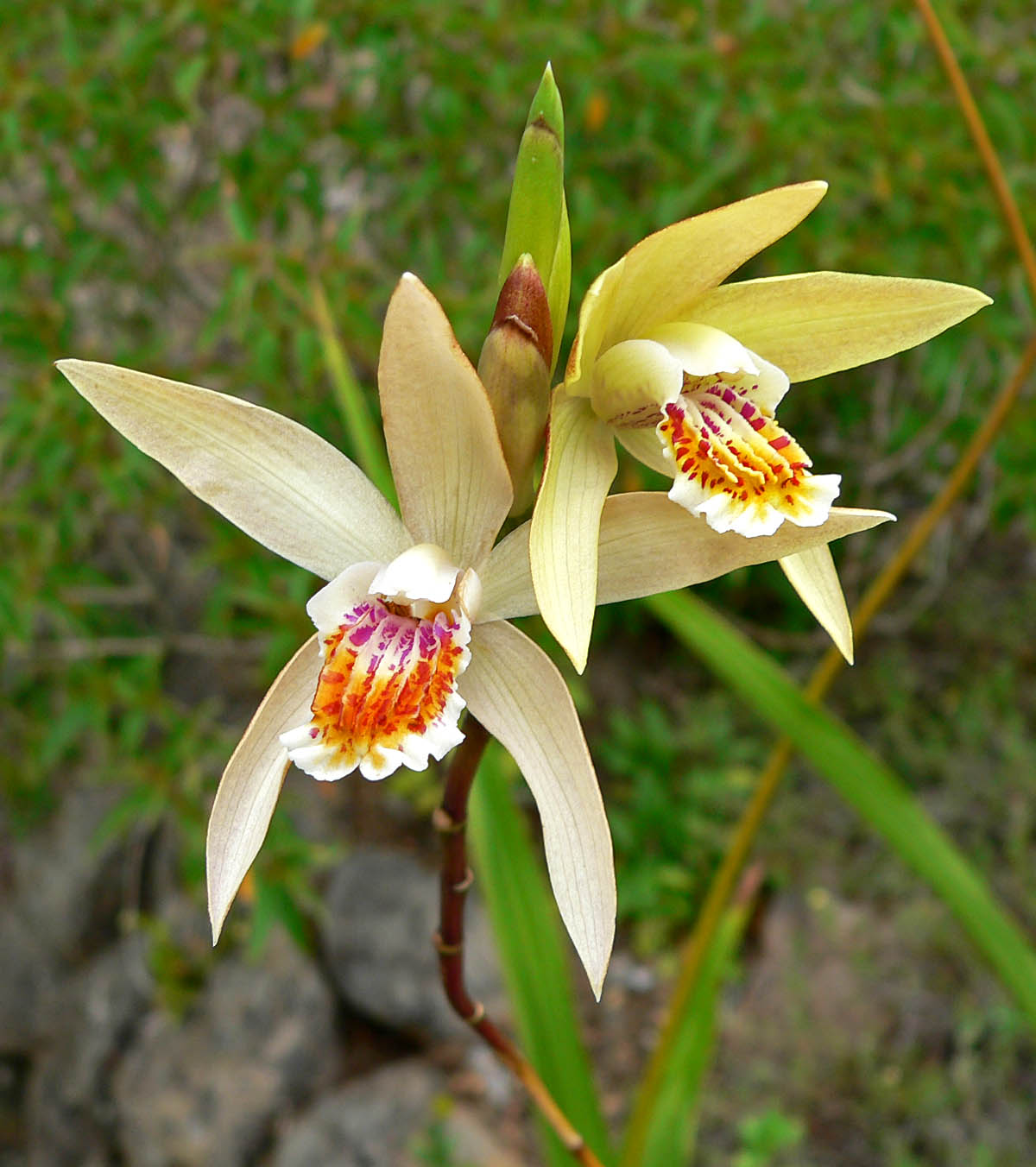 Chinese butterfly orchid