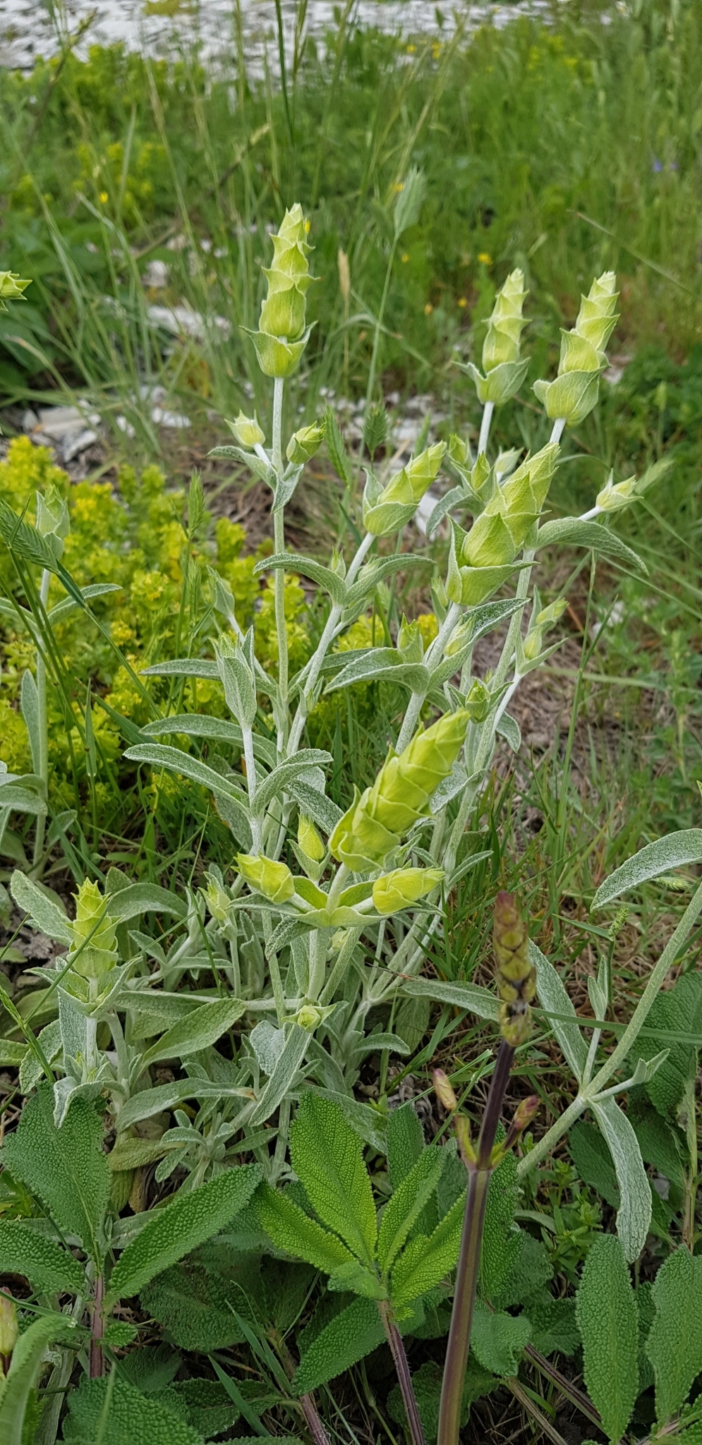 Sideritis taurica