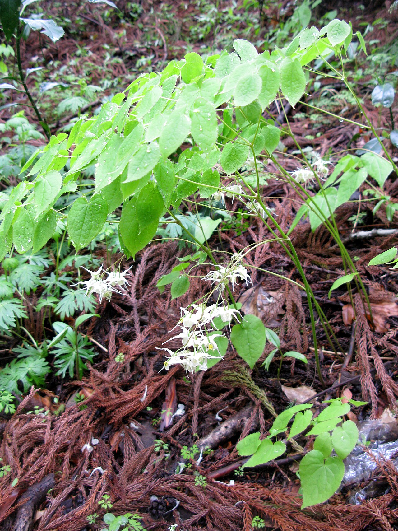 Epimedium koreanum