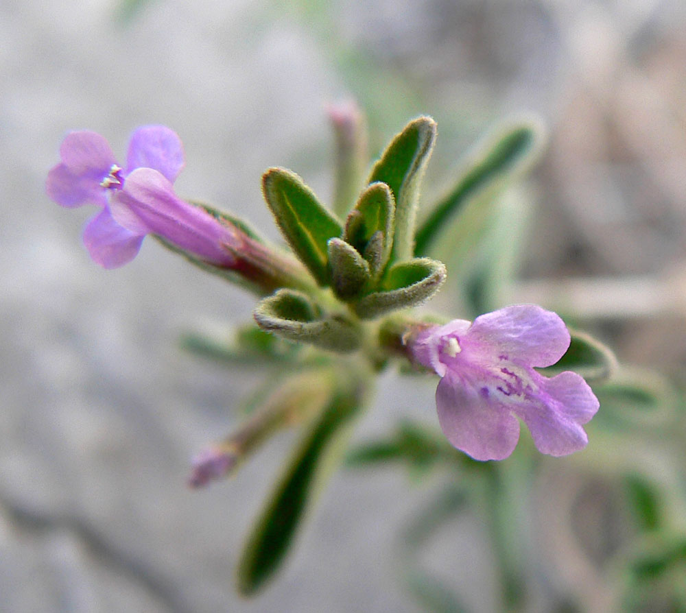 Hedeoma drummondii