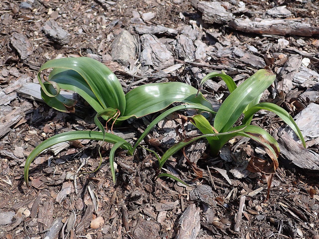 Colchicum cupanii