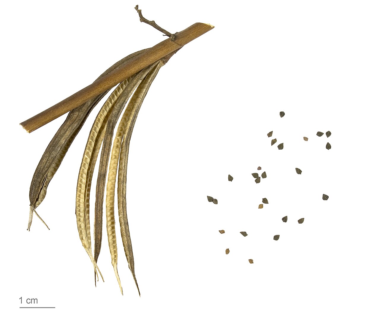 Corchorus olitorius