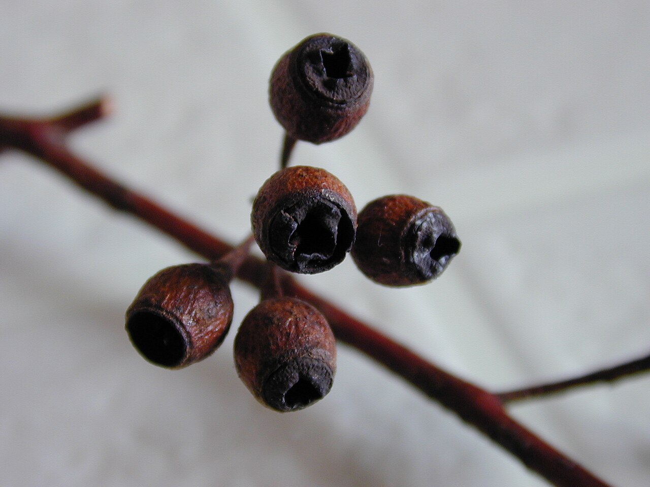 Mugga ironbark