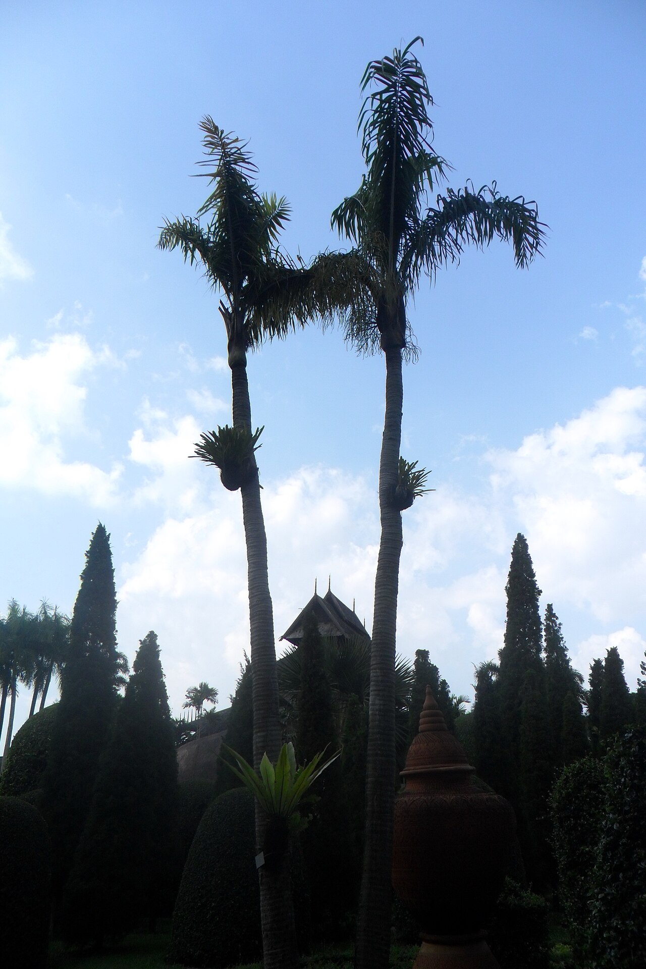 Dypsis madagascariensis