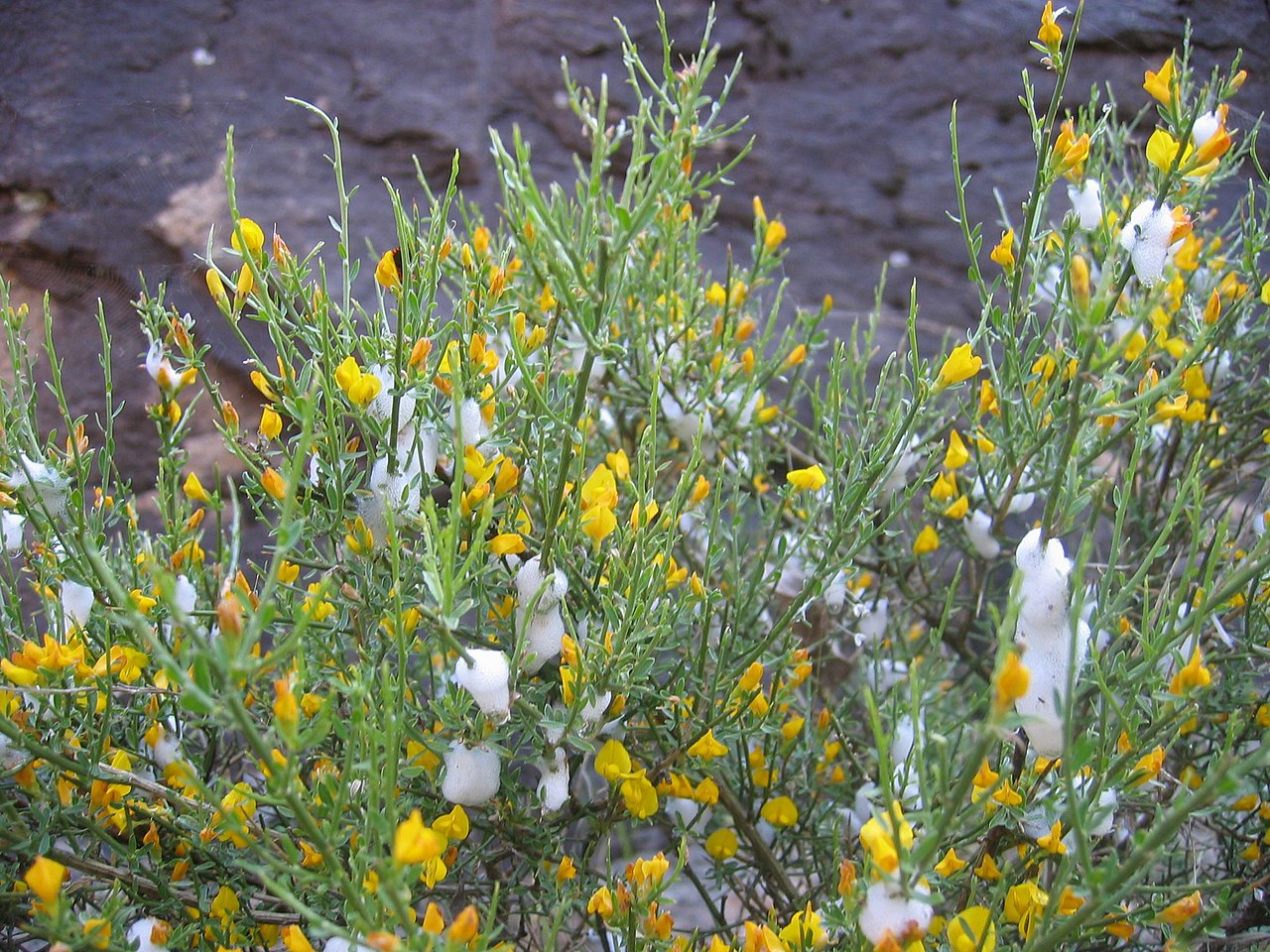 Genista salzmannii