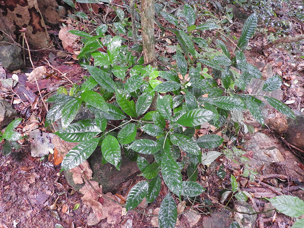 Tabernaemontana gamblei