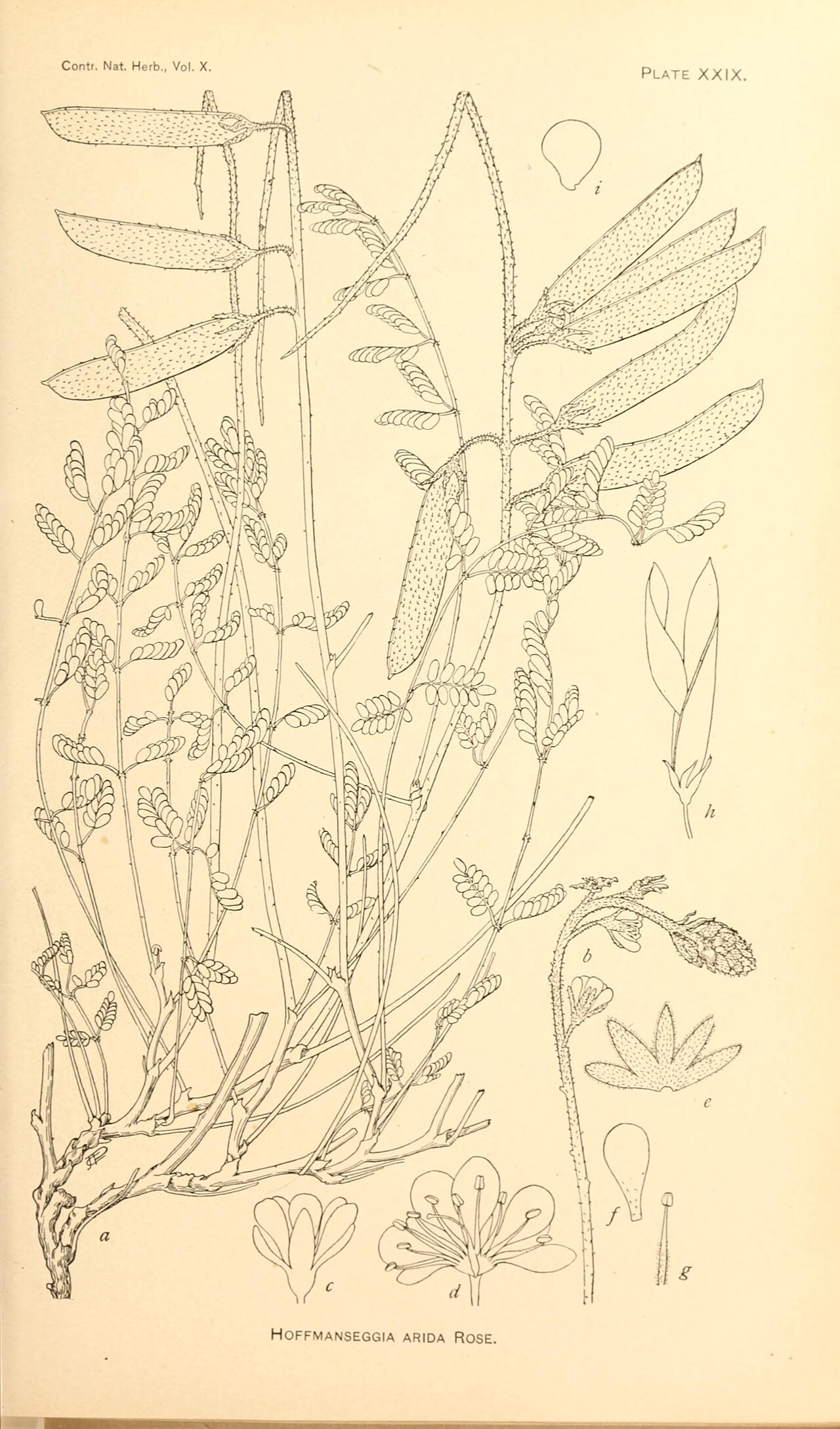 Hoffmannseggia oxycarpa