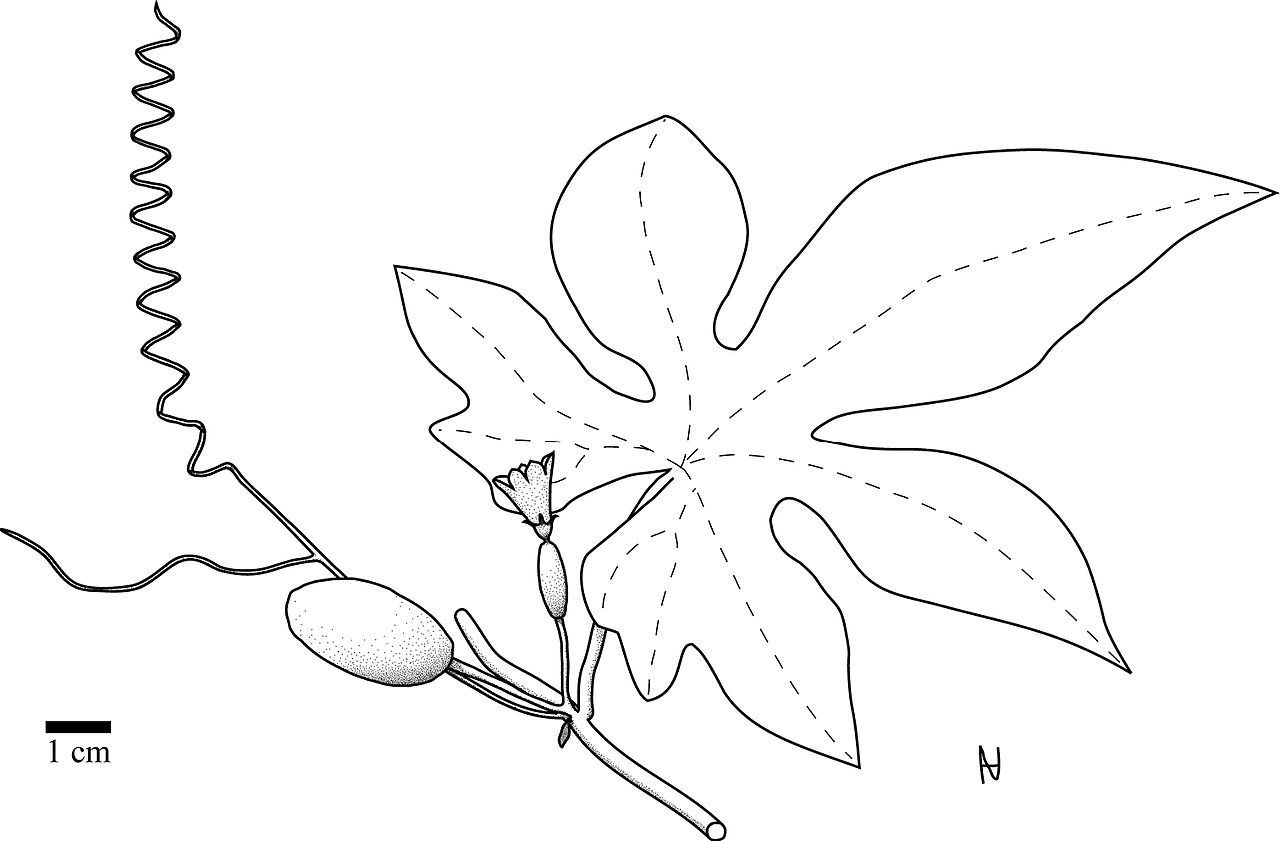 Coccinia intermedia