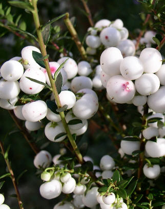 Gaultheria miqueliana