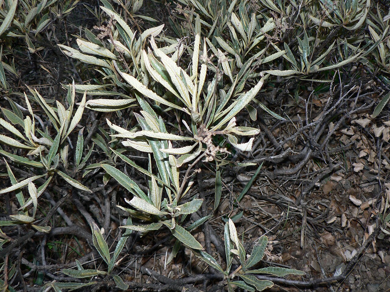 Eriodictyon californicum