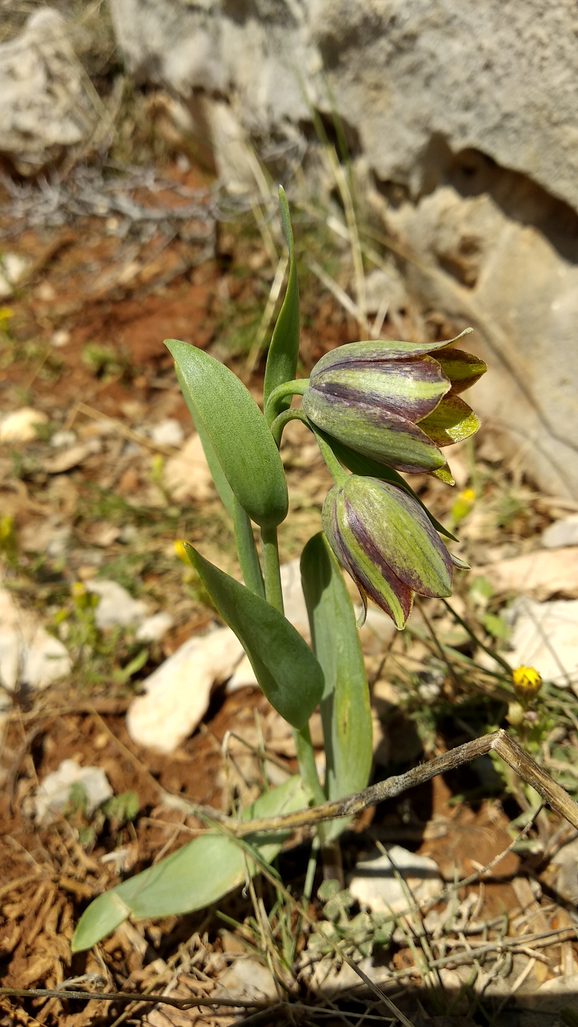 Fritillaria hermonis