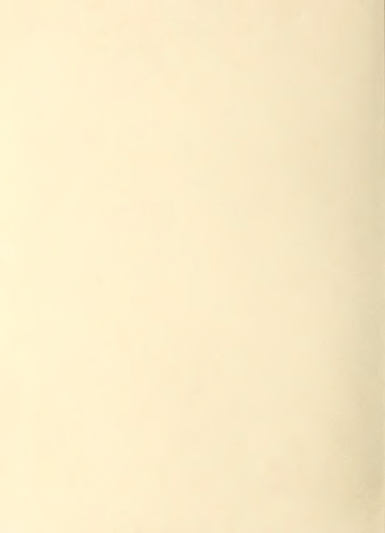 Anaphalis plicata