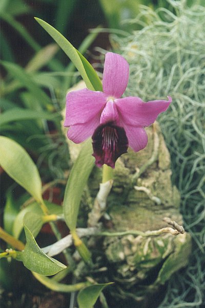 Laelia dayana