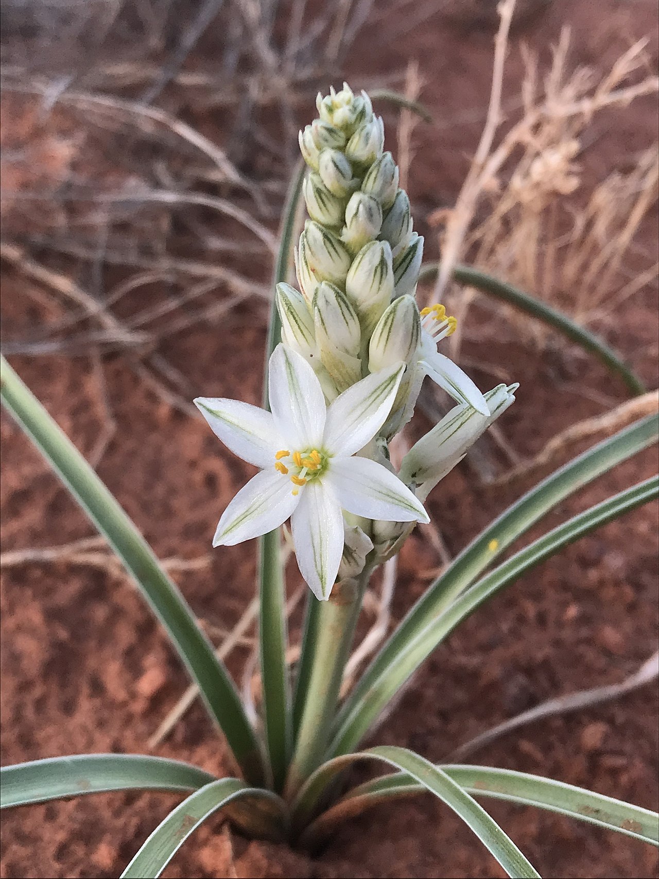 Eremocrinum albomarginatum
