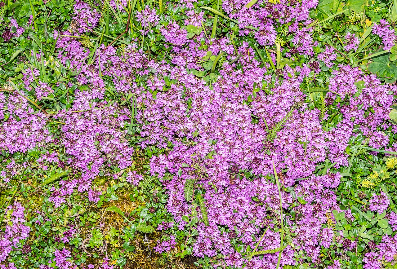 Thymus praecox