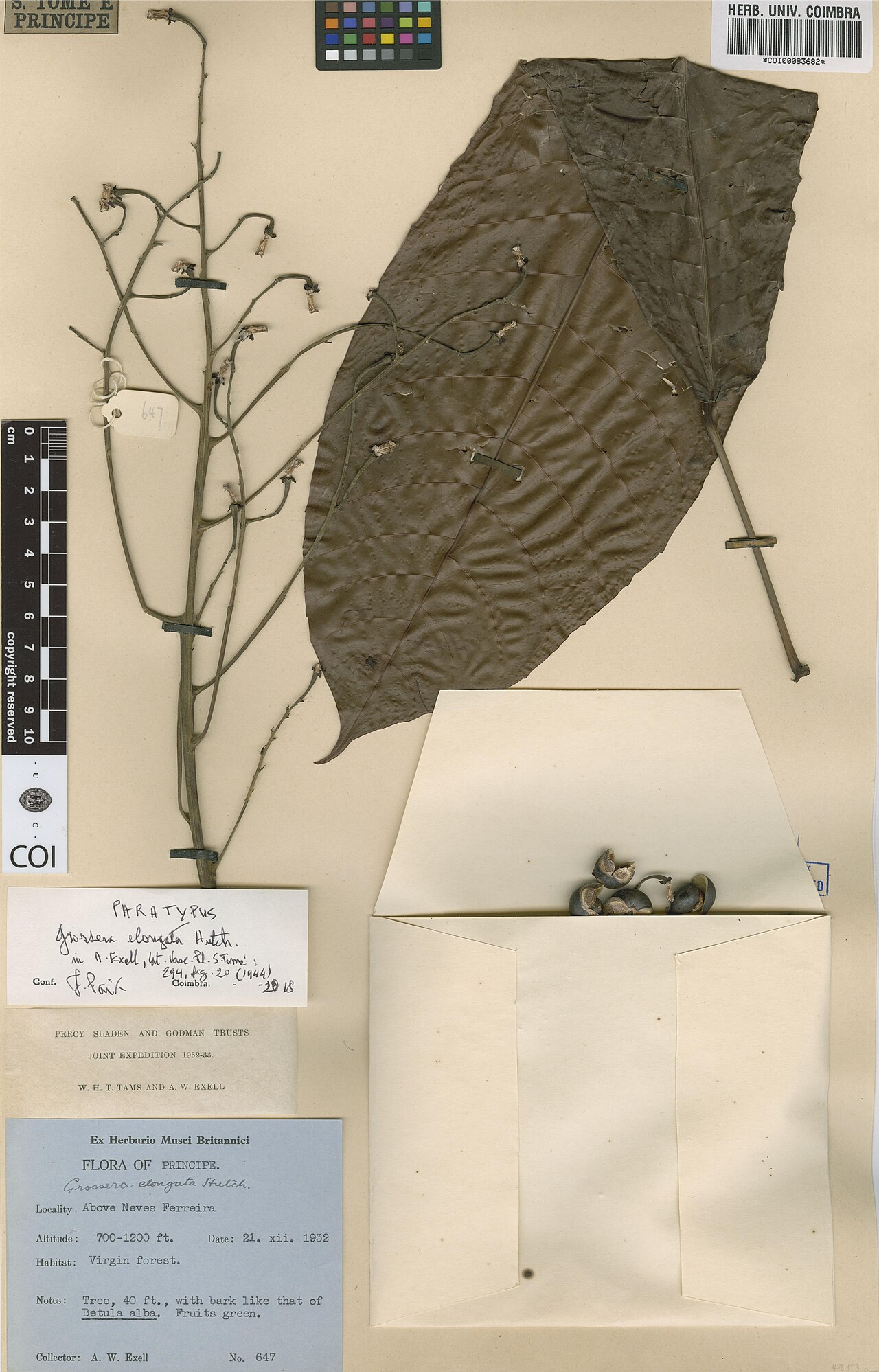 Grossera elongata