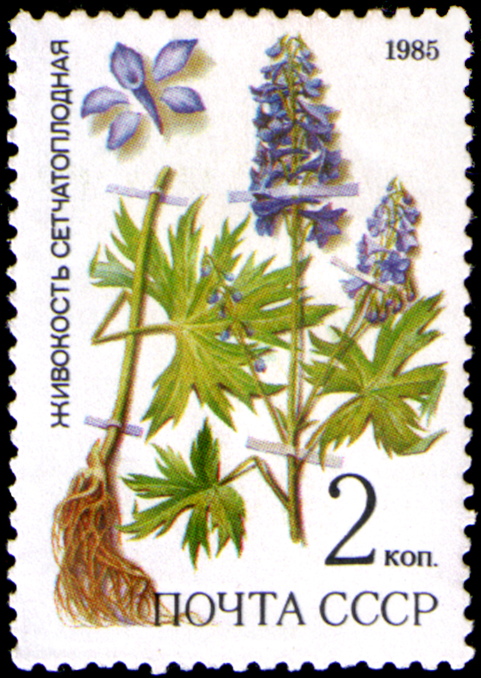 Delphinium dictyocarpum