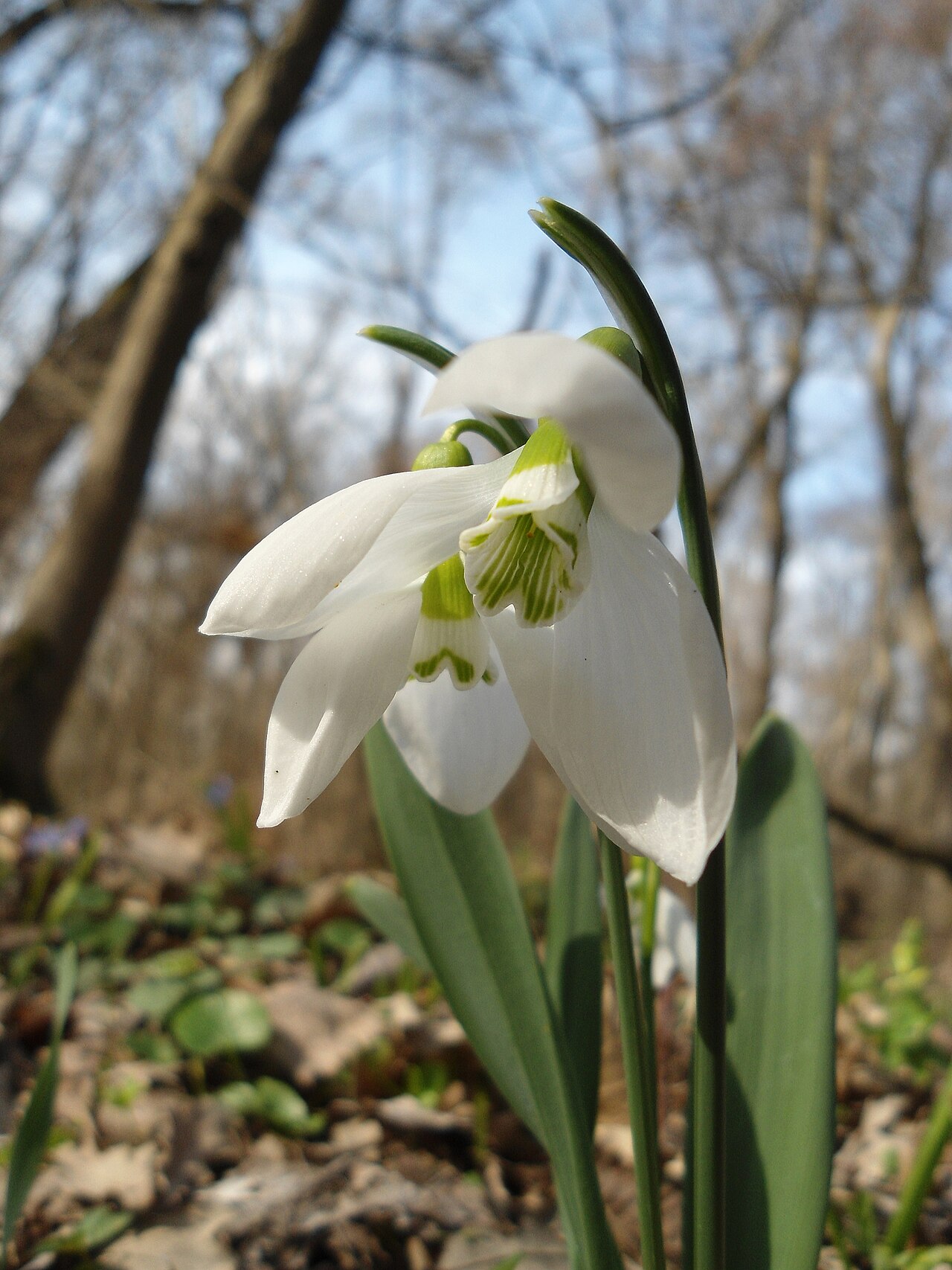 Galanthus elwesii
