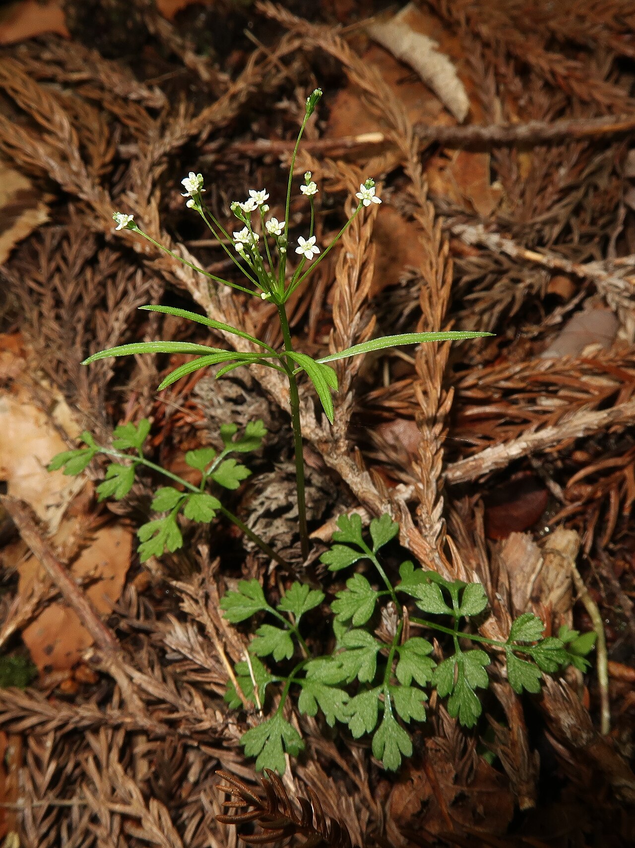 Pternopetalum tanakae