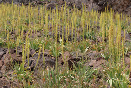 Eremurus turkestanicus
