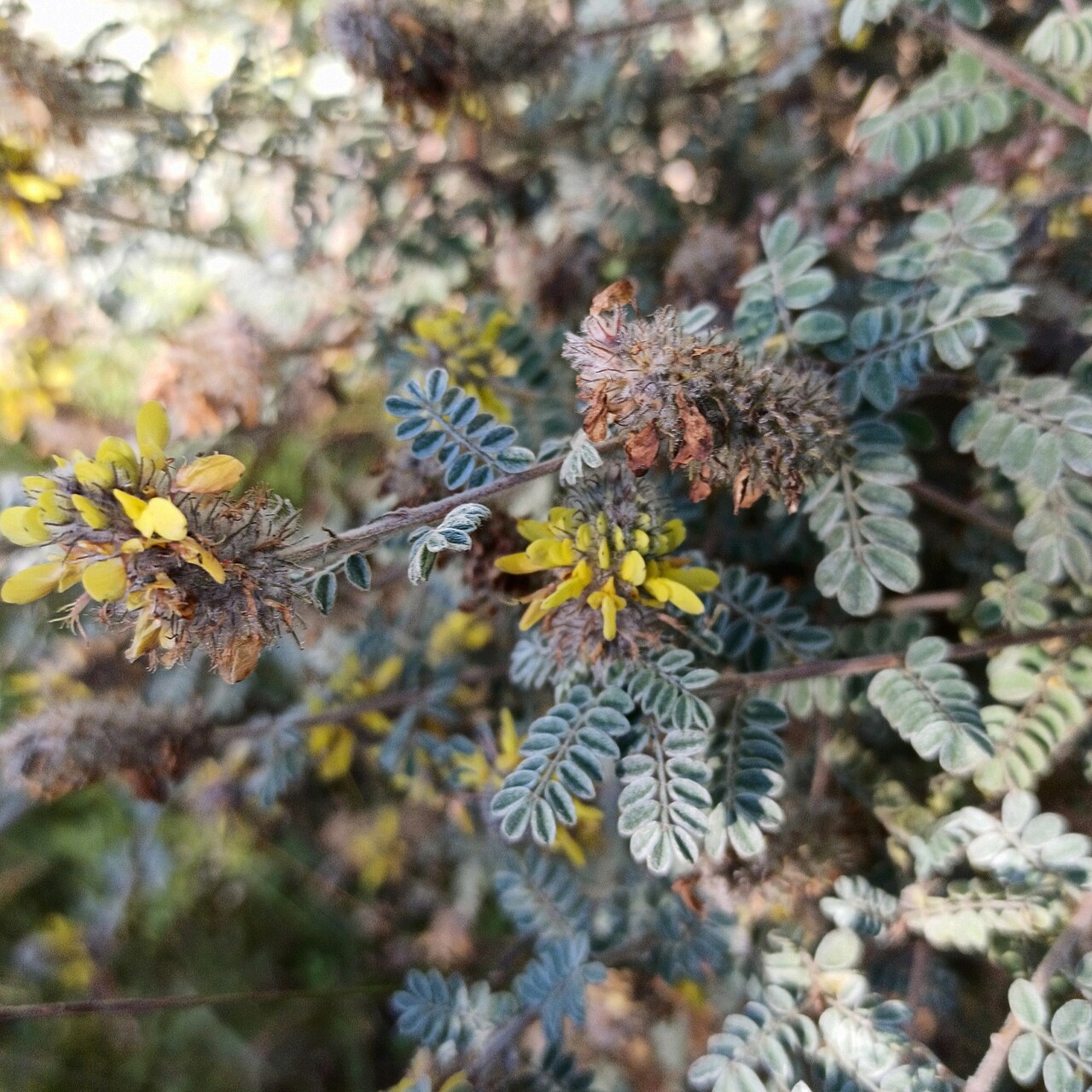 Dalea lutea