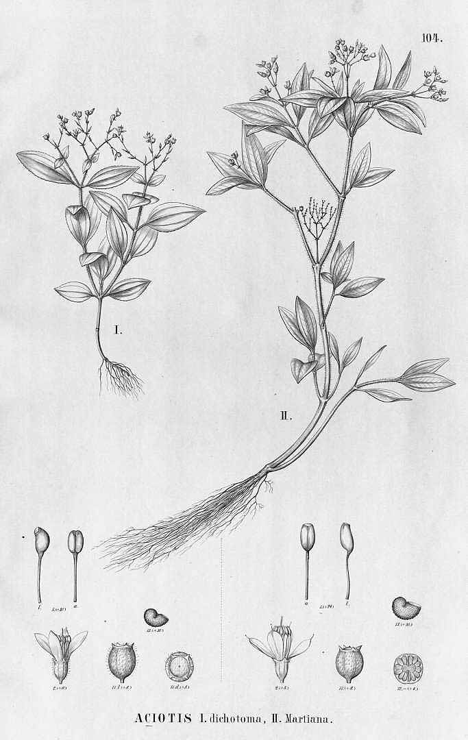 Aciotis paludosa
