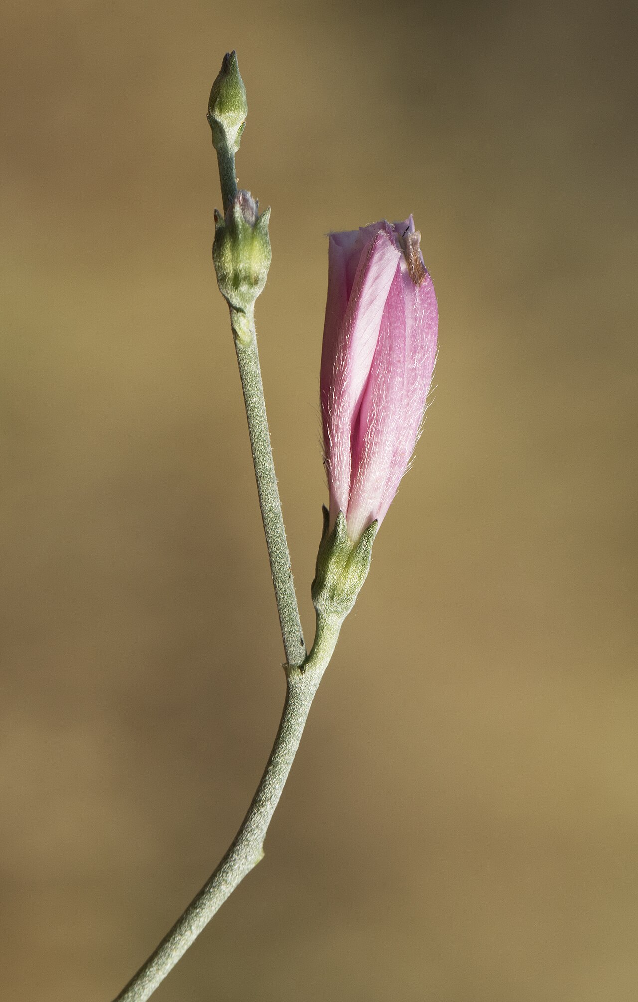 Convolvulus dorycnium