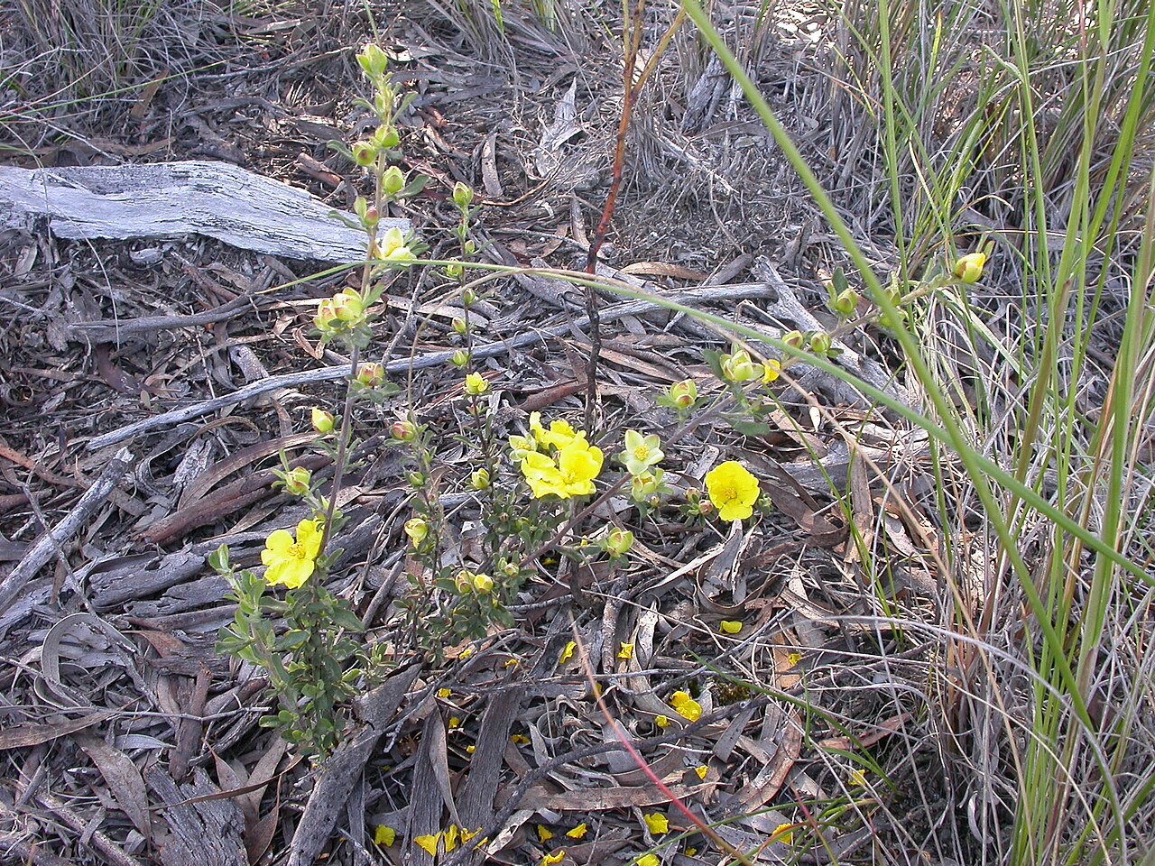 Hoary guinea flower