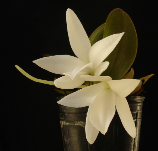 'magnificent Aerangis'